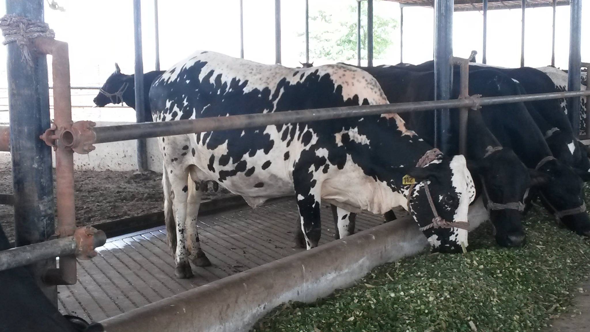 Holstein cows feeding at Greenfield Dairy.