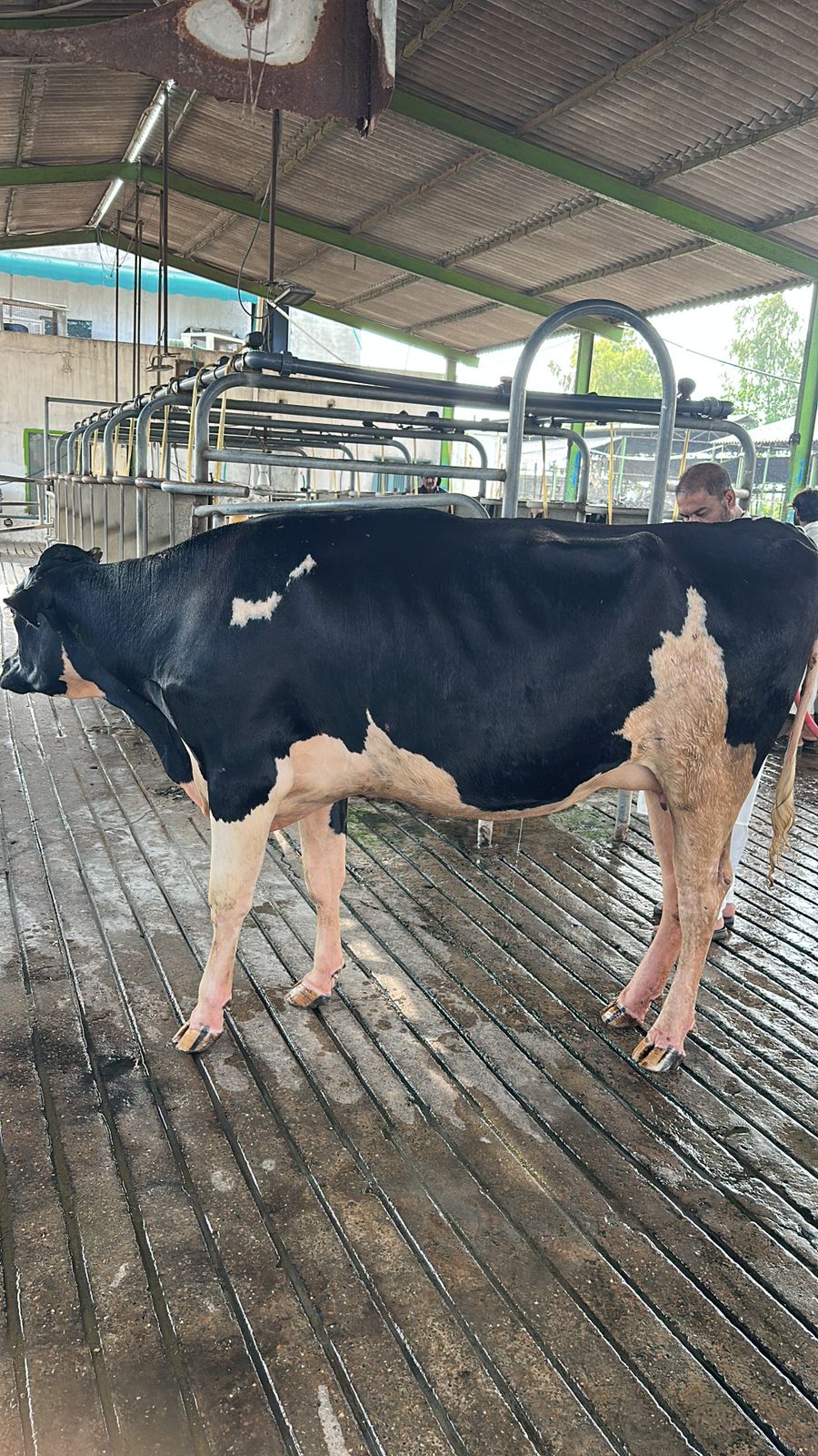 Inside the milking parlor at Greenfield Dairy.