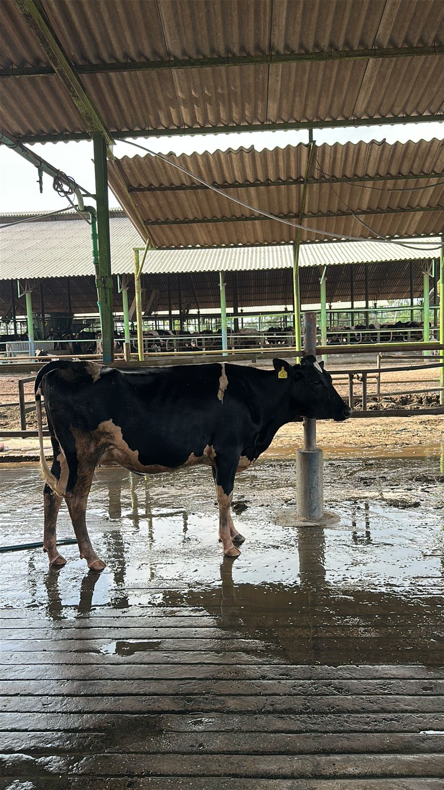 A Holstein cow under the shelter of our barn at Greenfield Dairy, Kasur.
